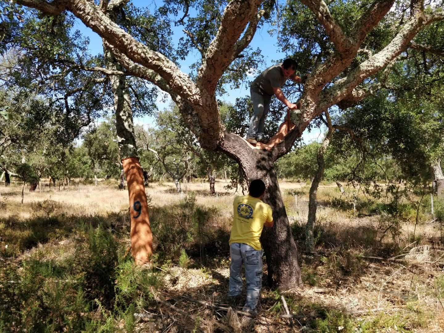 Cork production starts with the cork that is harvested in the cork oak forest of Portugal 